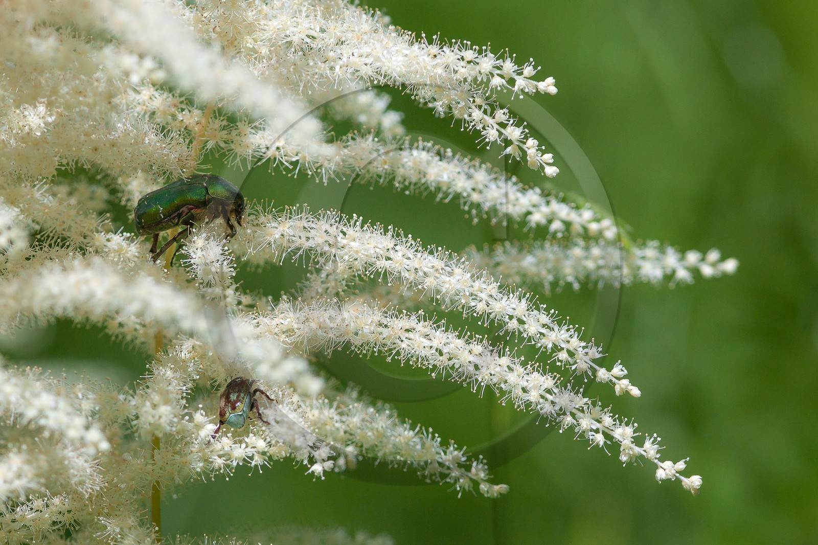 Barbe de bouc, Aruncus dioicus