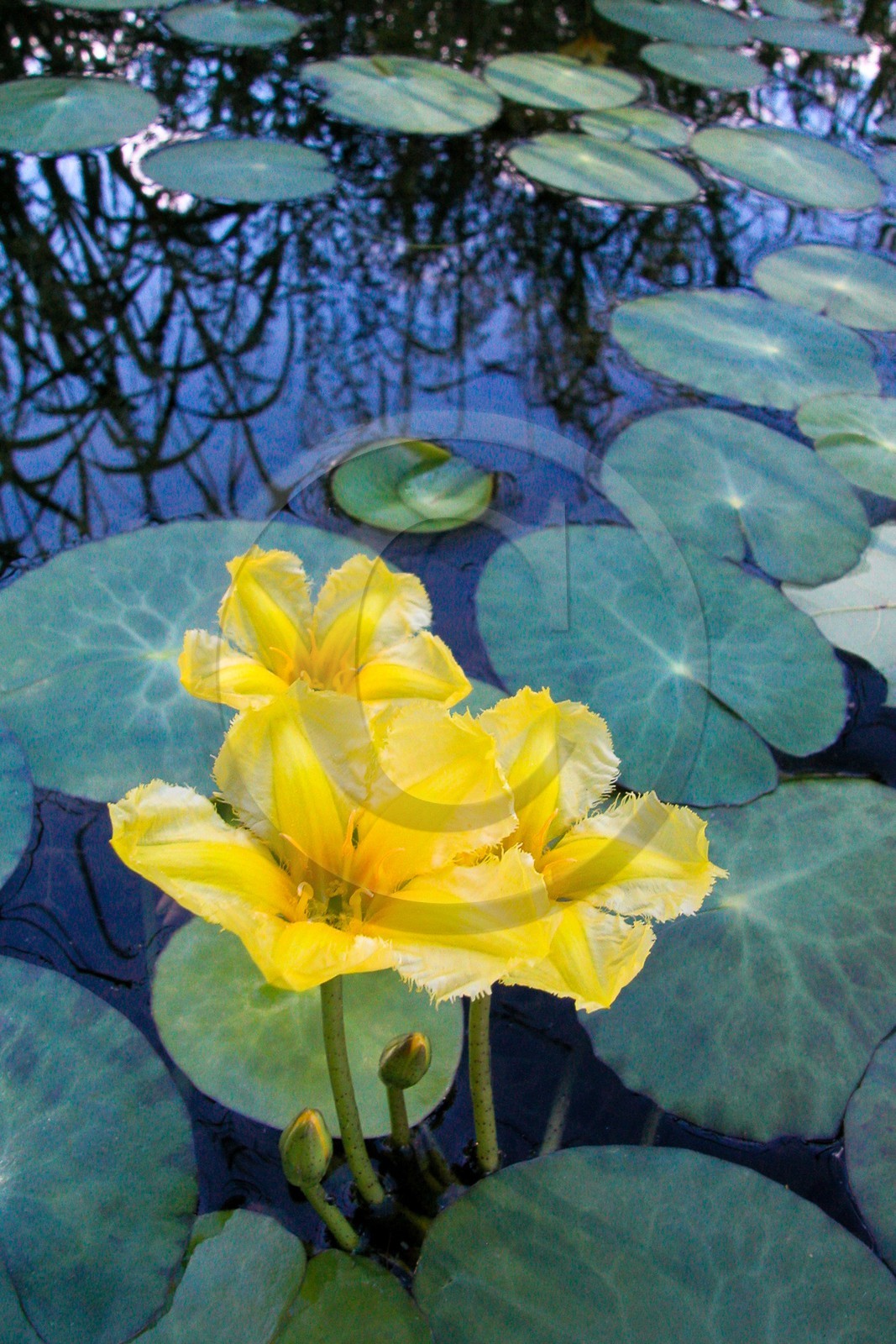 Nénuphar Jaune,  Nuphar lutea