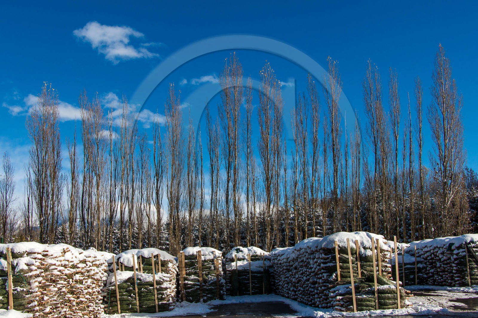 Pépinière Robin, producteur de sapin de Noël
