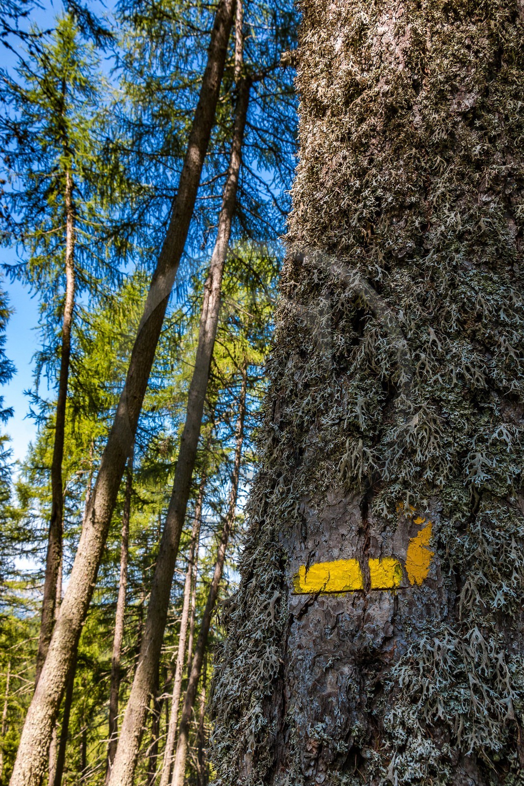 Les Monges, forêt domaniale des Monges