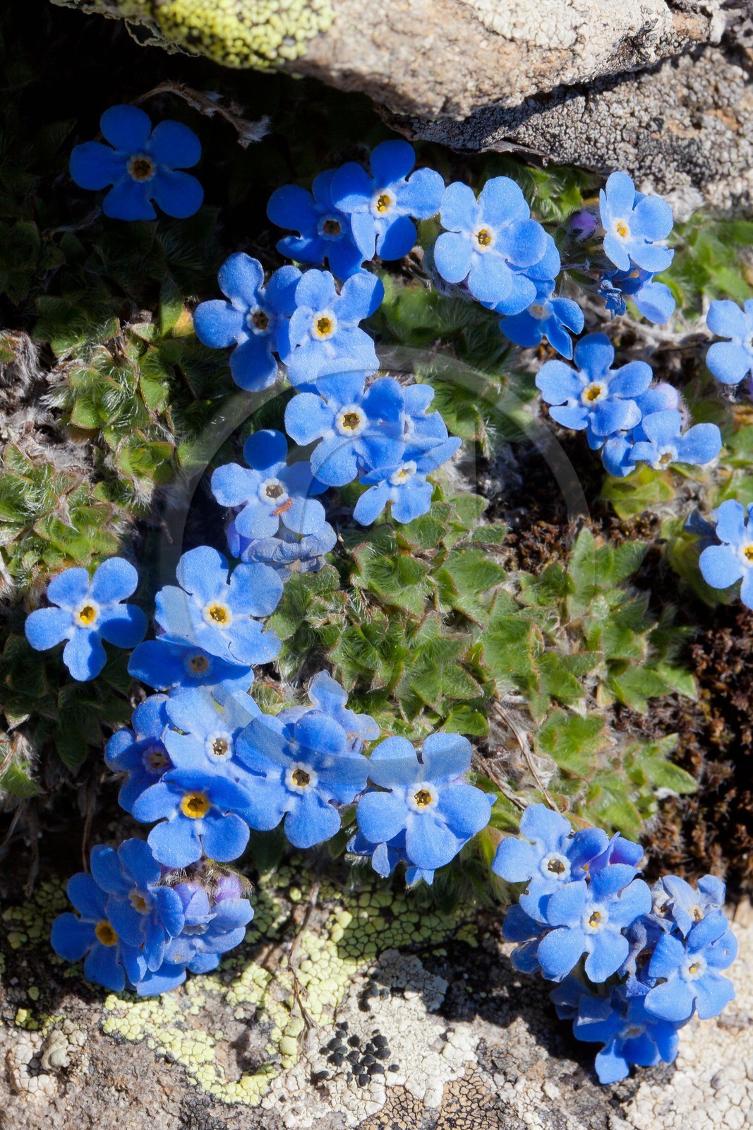 Eritriche nain, Eritrichium nanum