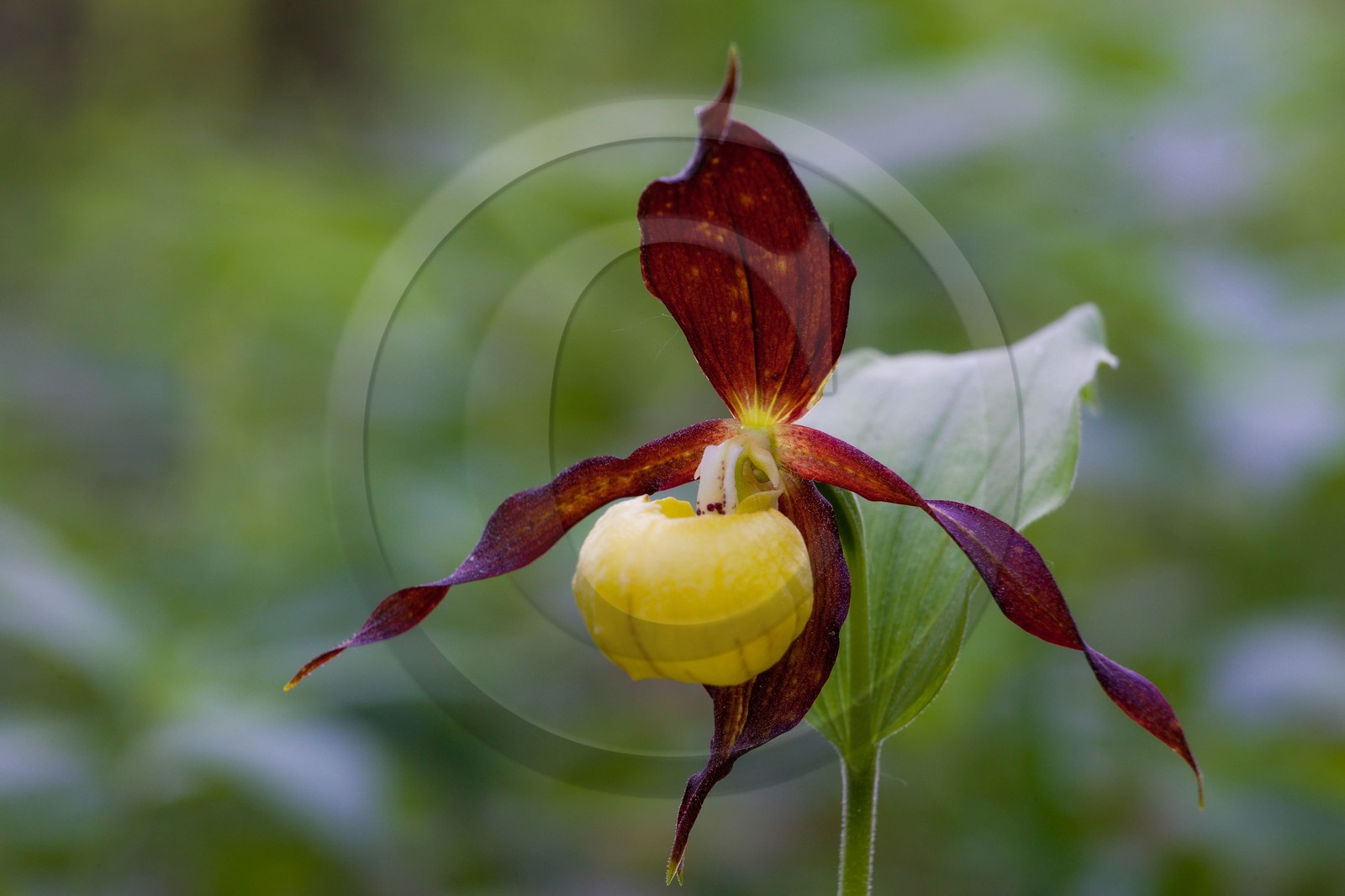 Sabot de Vénus, Cypripedium calceolus