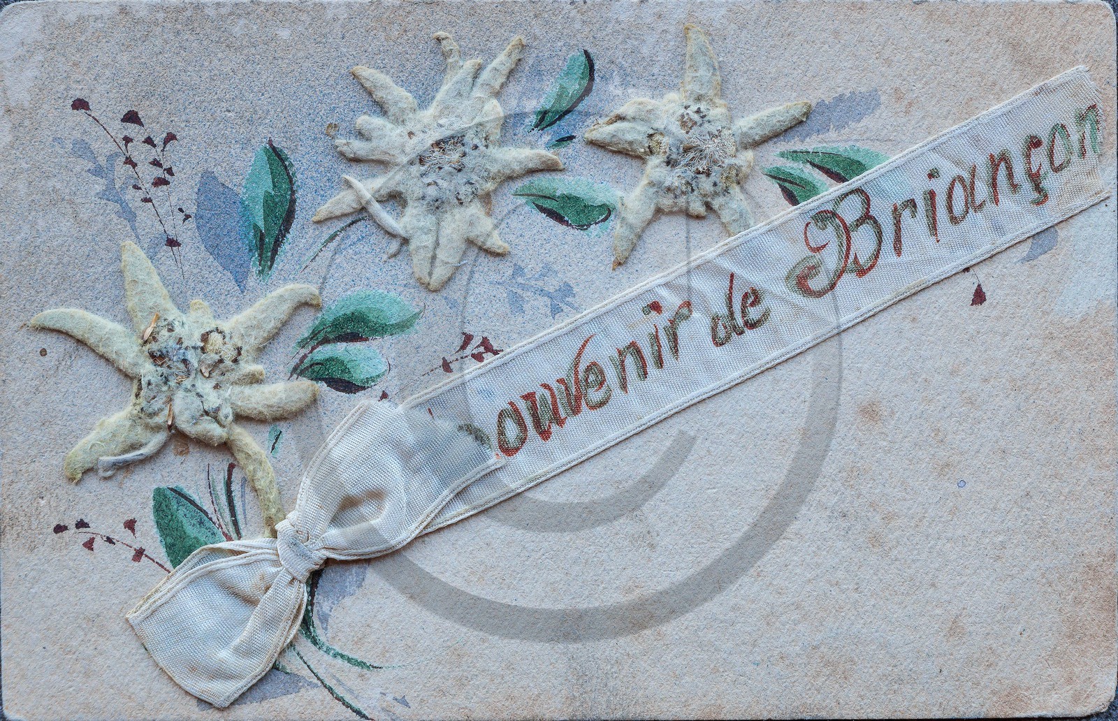 Carte postale ancienne edelweiss