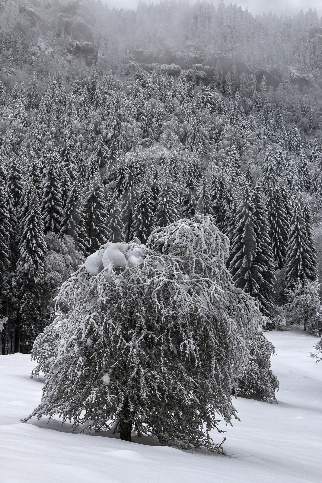 ENS de l'Isère, Les Ecouges