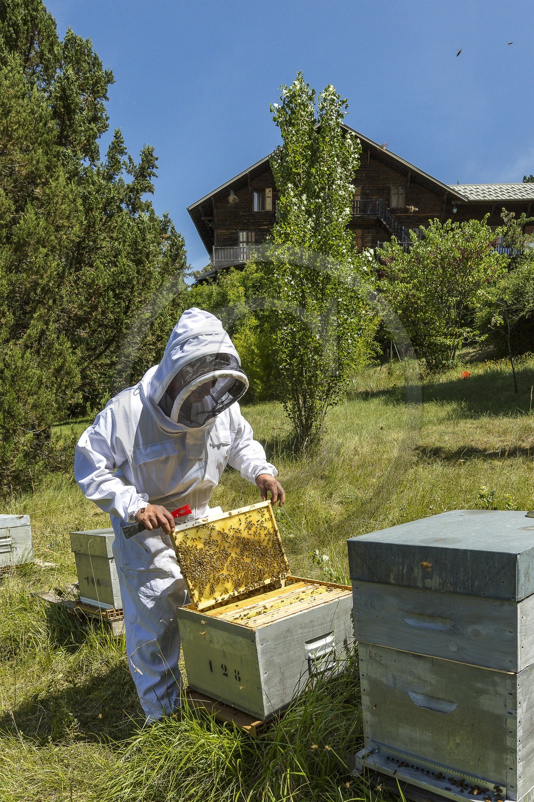Mathieu Picavet, apiculteur
