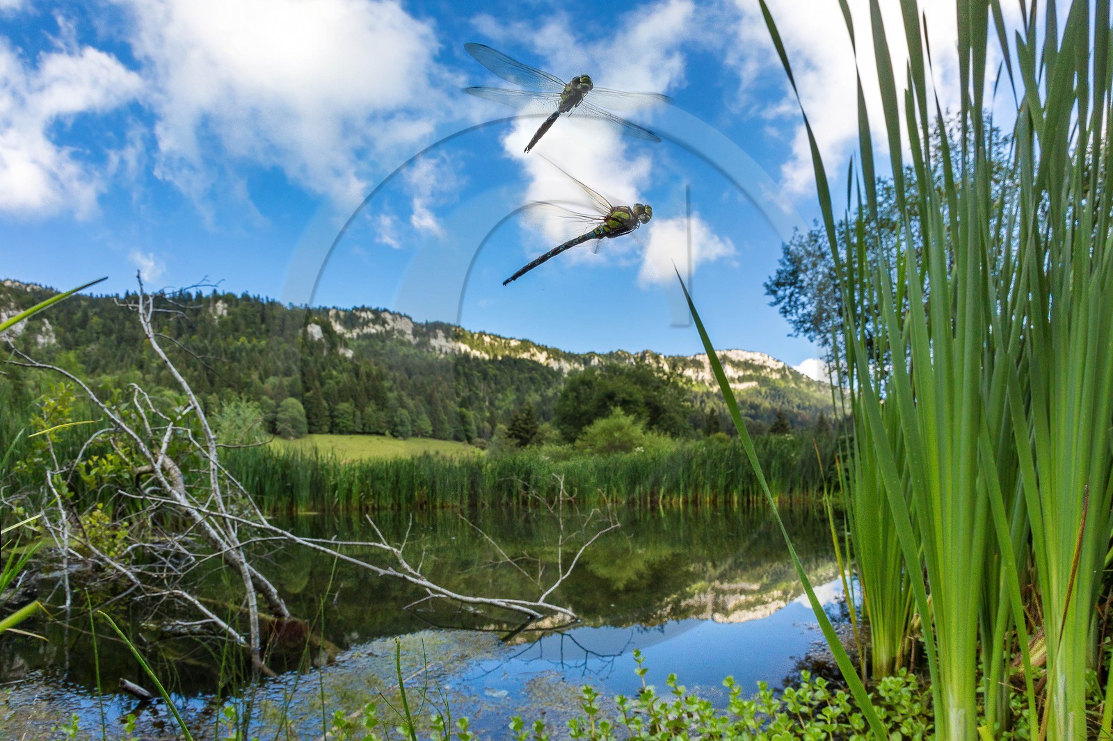 ENS de l'Isère, Les Ecouges, marais du Rivet
