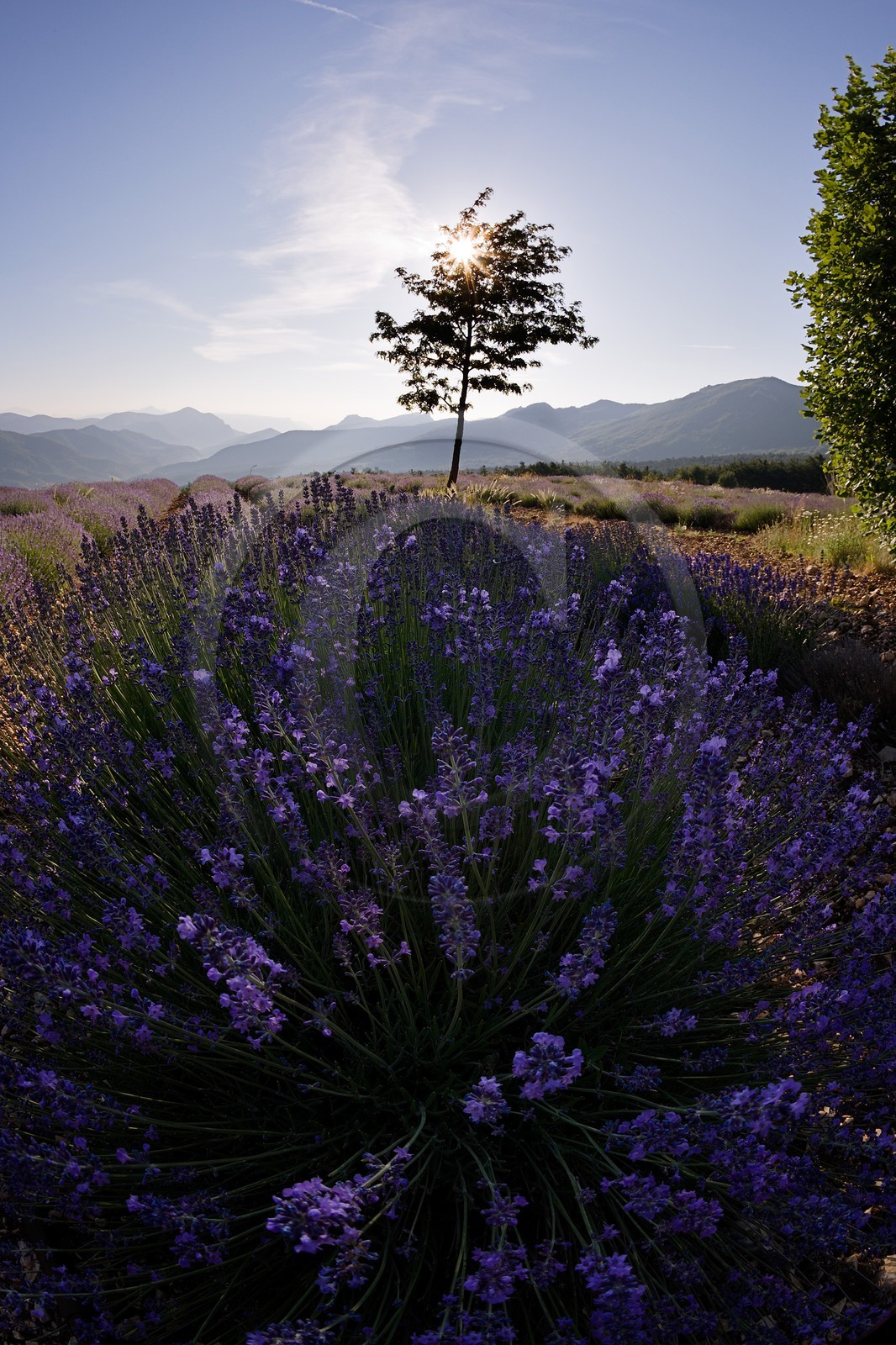 Champs de lavandes et la chaine des Ecrins