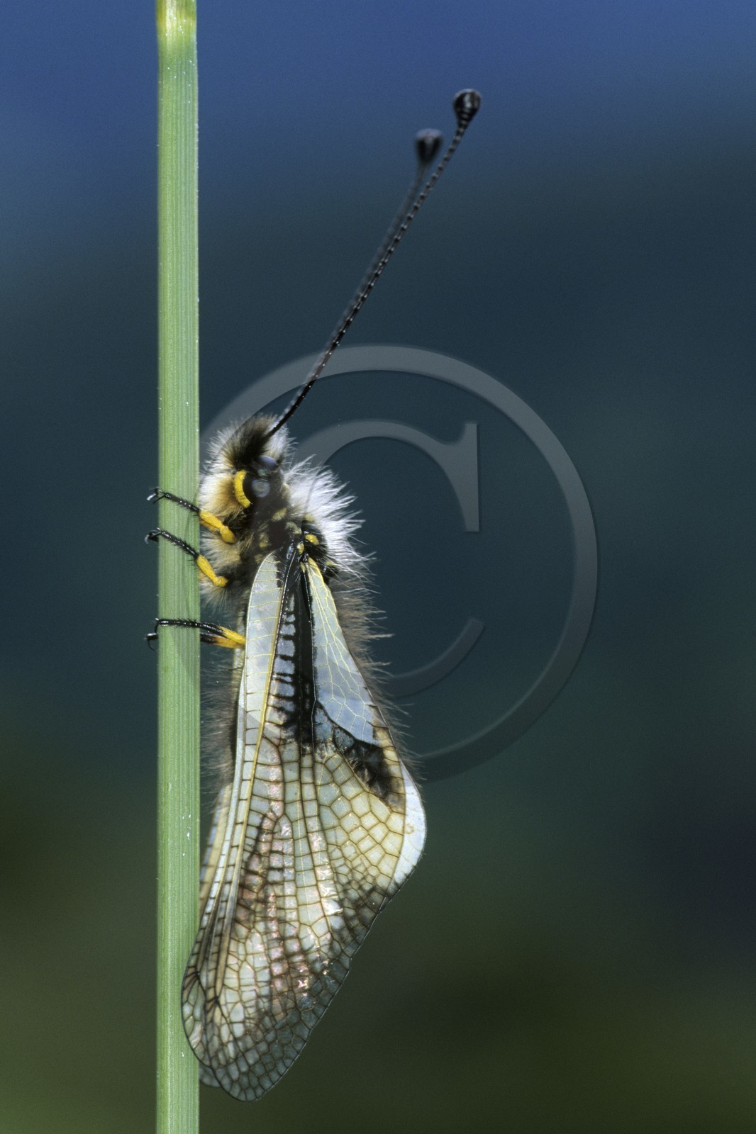 papillon, ascalaphe, Ascalaphidae