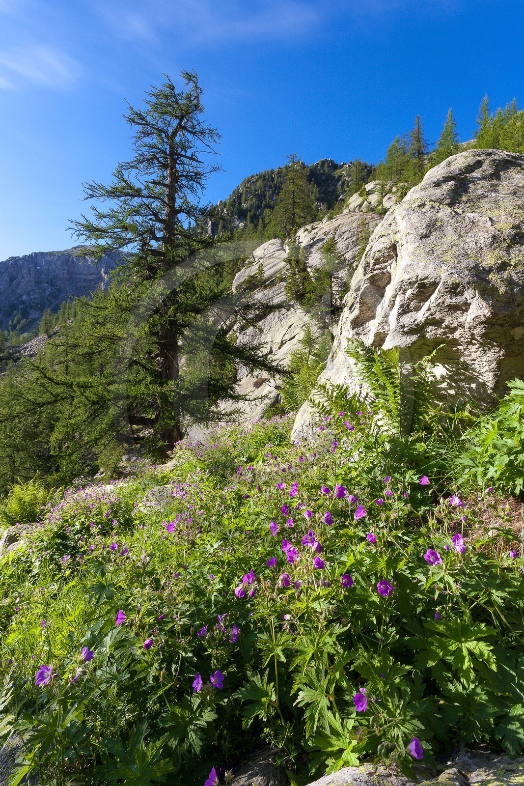 Géranium des bois; Geranium silvaticum