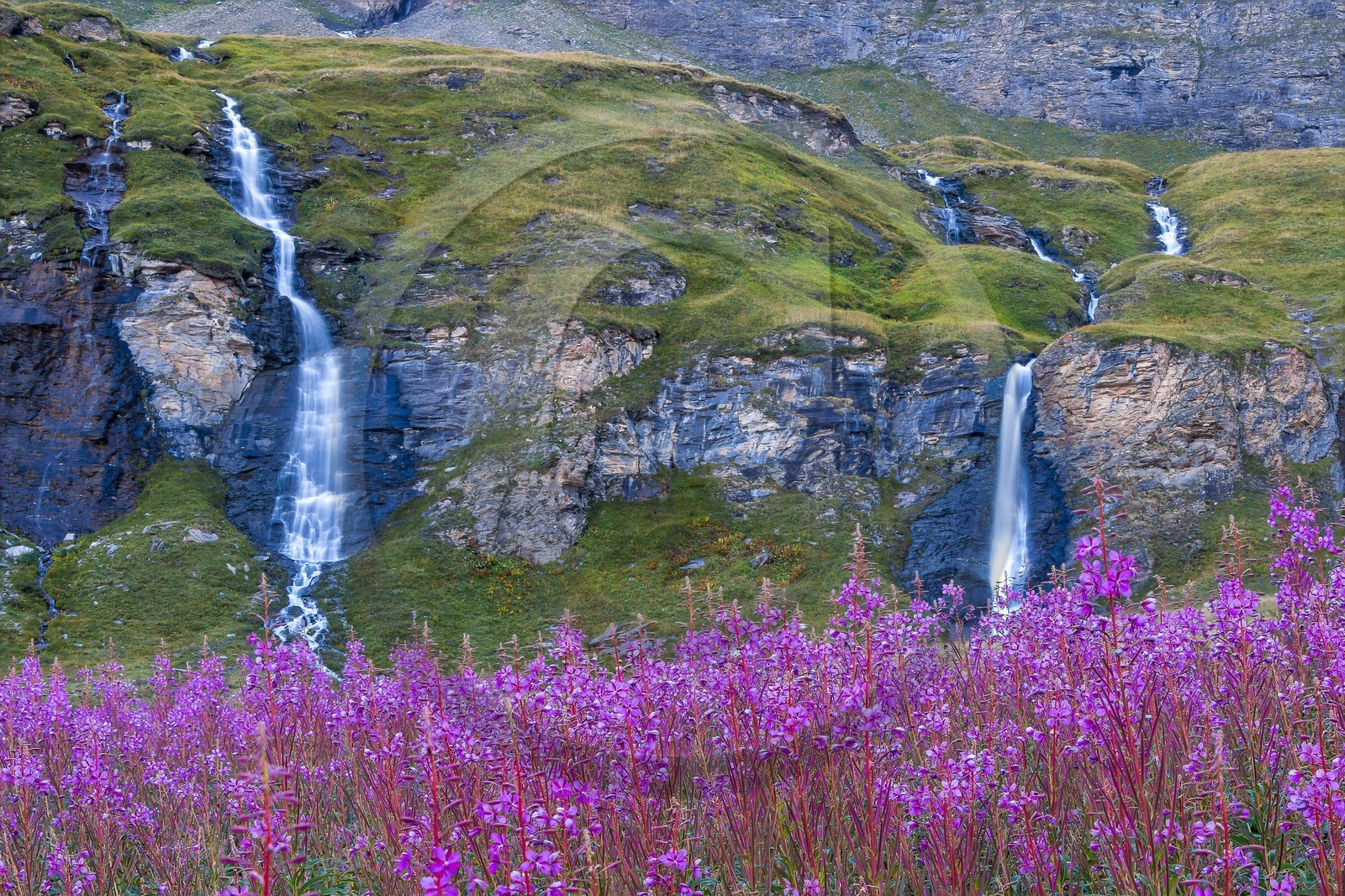 cascade du Vallon et épilobes en épis