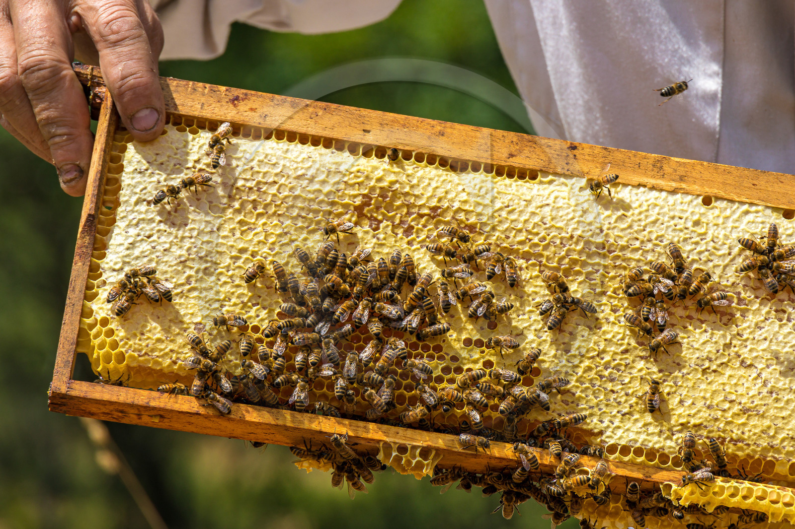 Miellerie de Serre Chevalier
