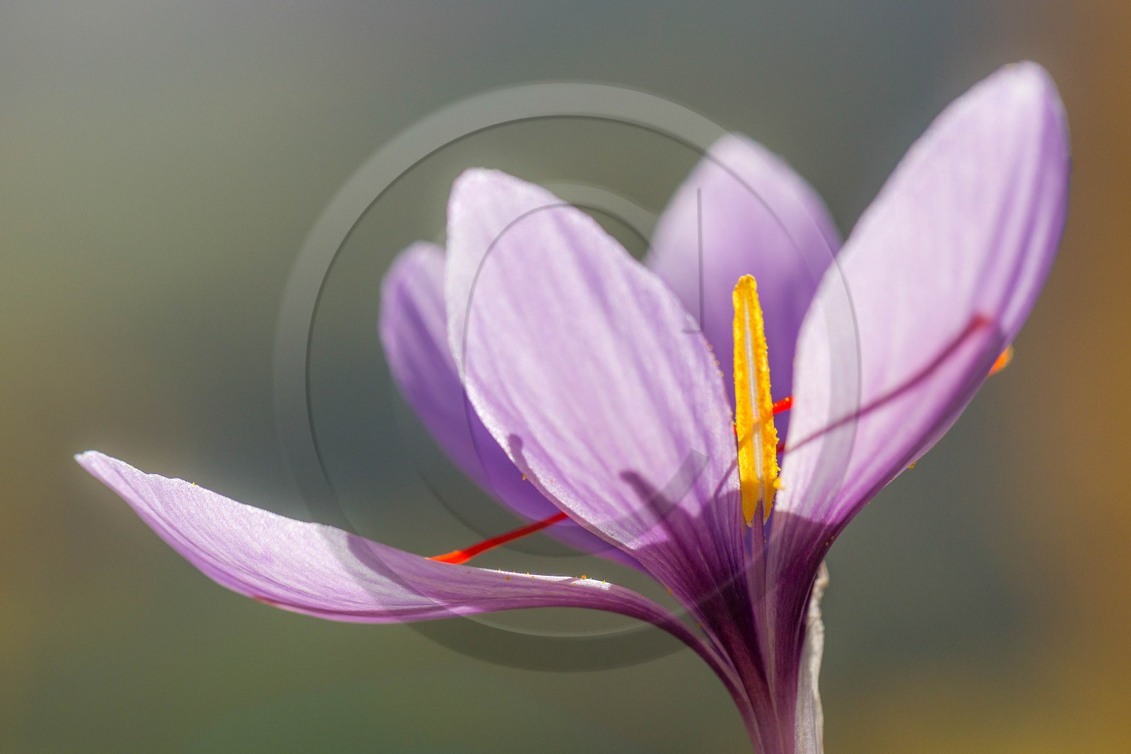 safran, le crocus sativus