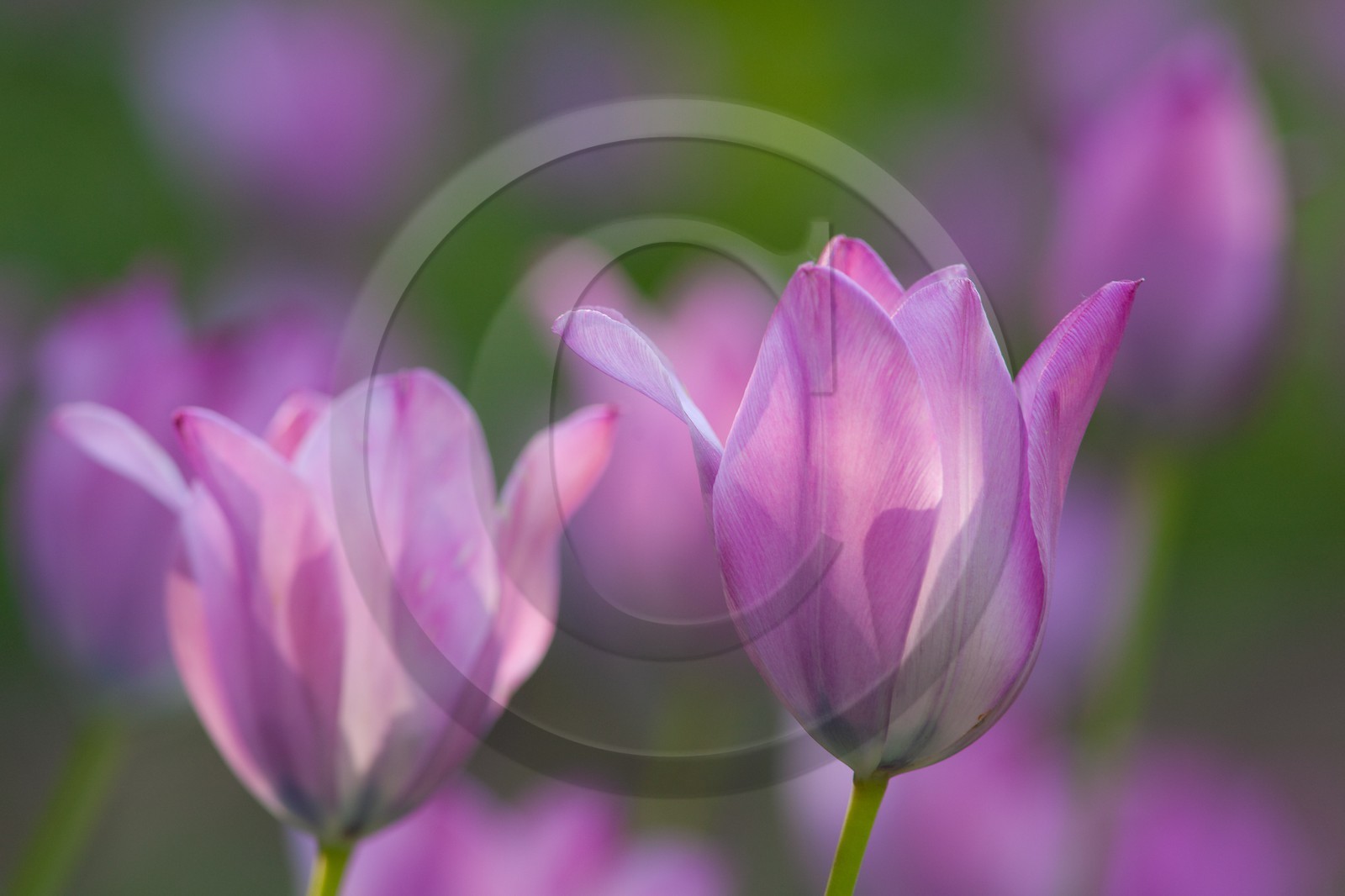 Tulipe de Guillestre, Tulipa platystigma