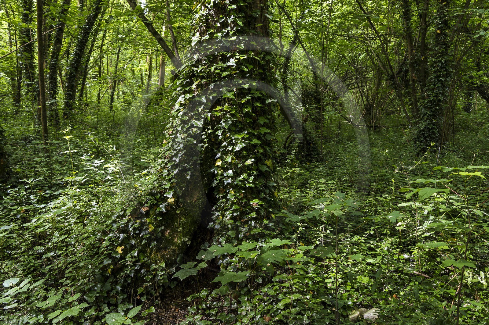 ENS de l'Isère, bois de la Bâtie