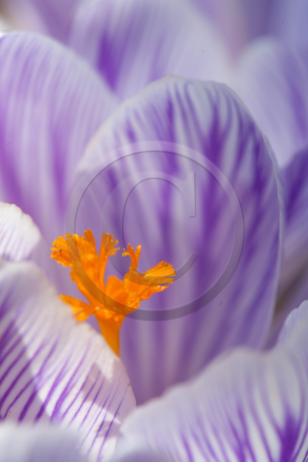 Crocus printanier,  Crocus vernus