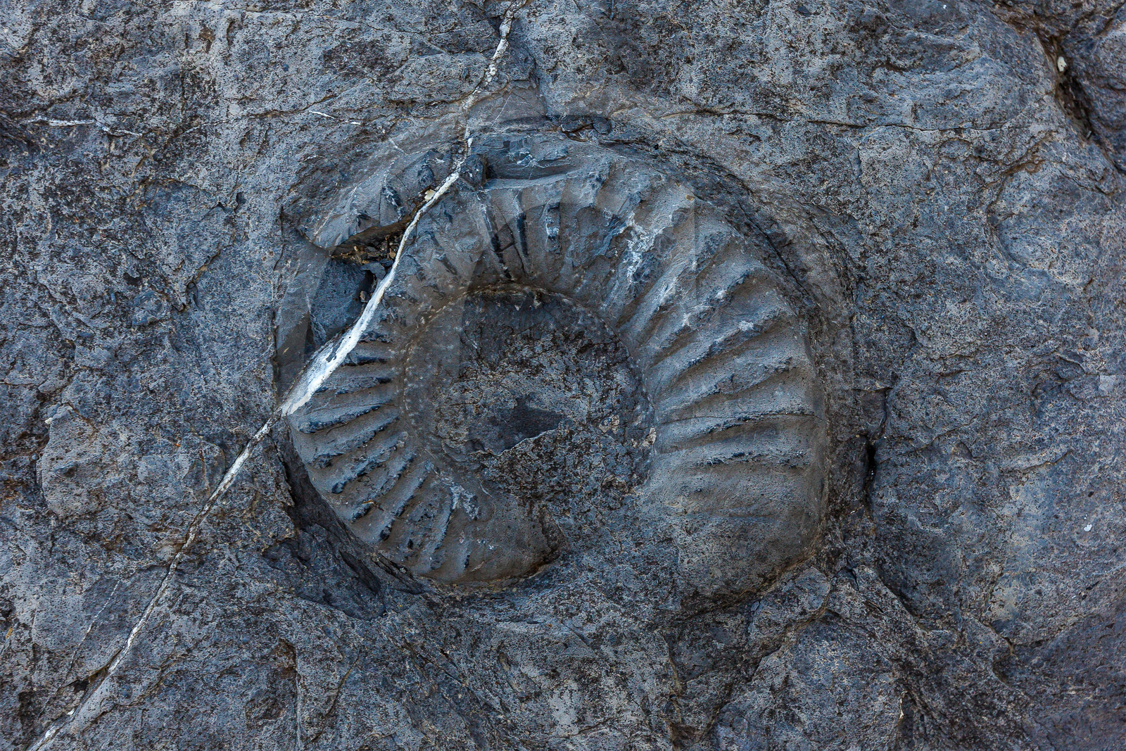Dalle à ammonites