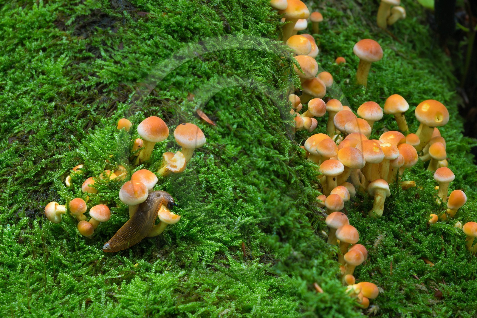 ENS de l'Isère, Les Ecouges