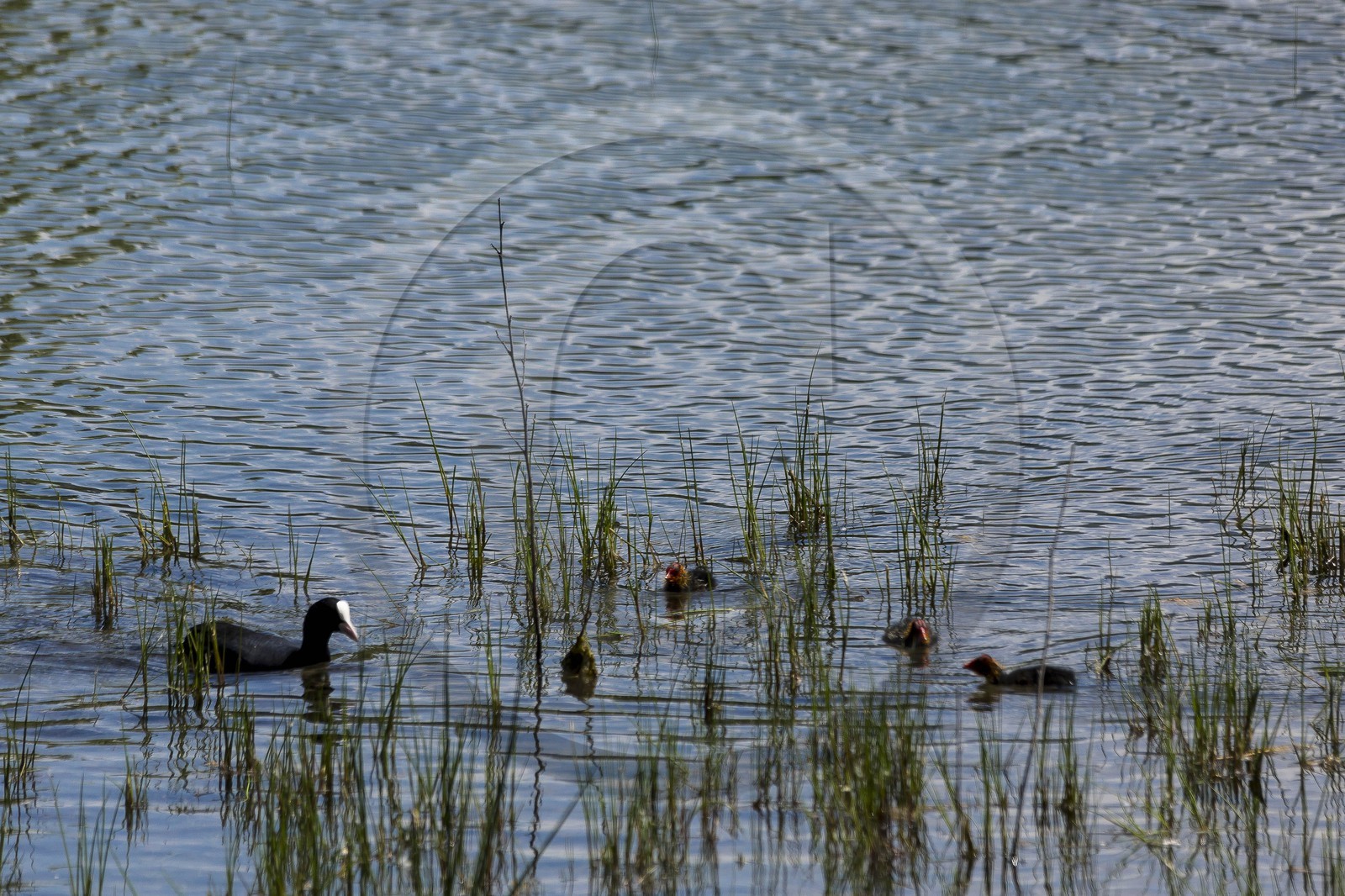 ENS de l'Isère, Boucle de la Taillat, Gallinule poule d'eau (Gallinula chloropus)