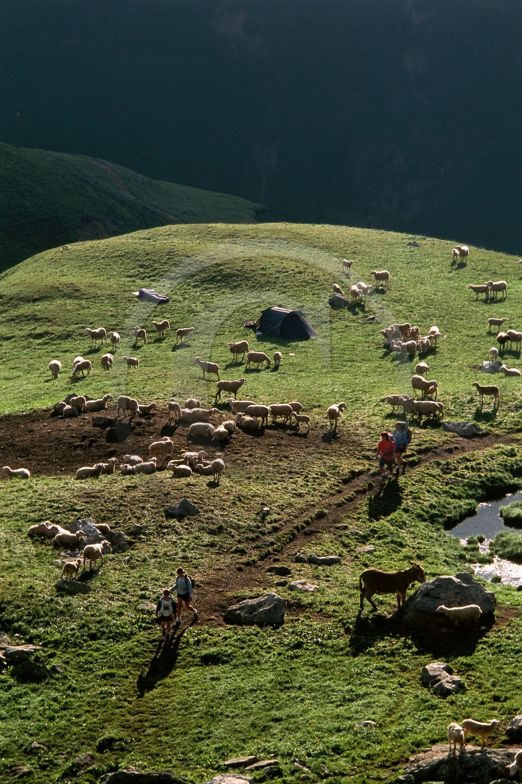 Randonnée à l'alpage de la Muzelle