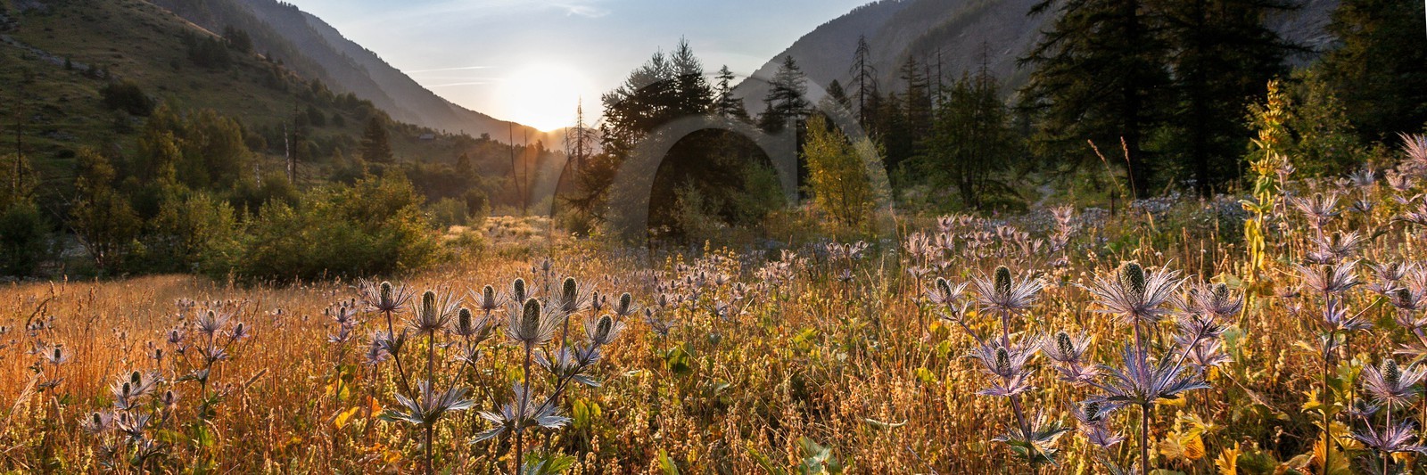 Chardon Bleu, Panicaut des Alpes, Eryngium alpinum