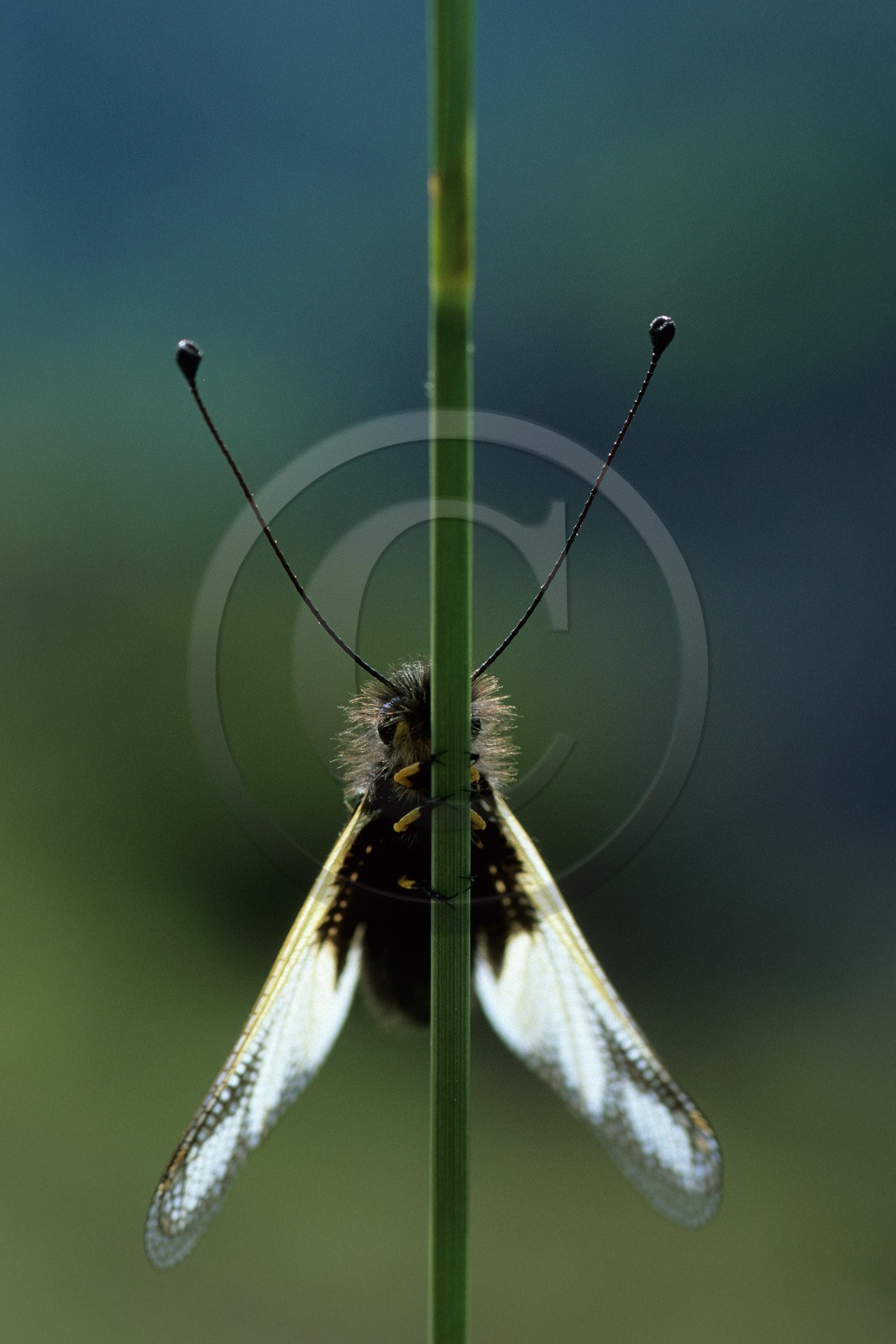papillon, ascalaphe, Ascalaphidae
