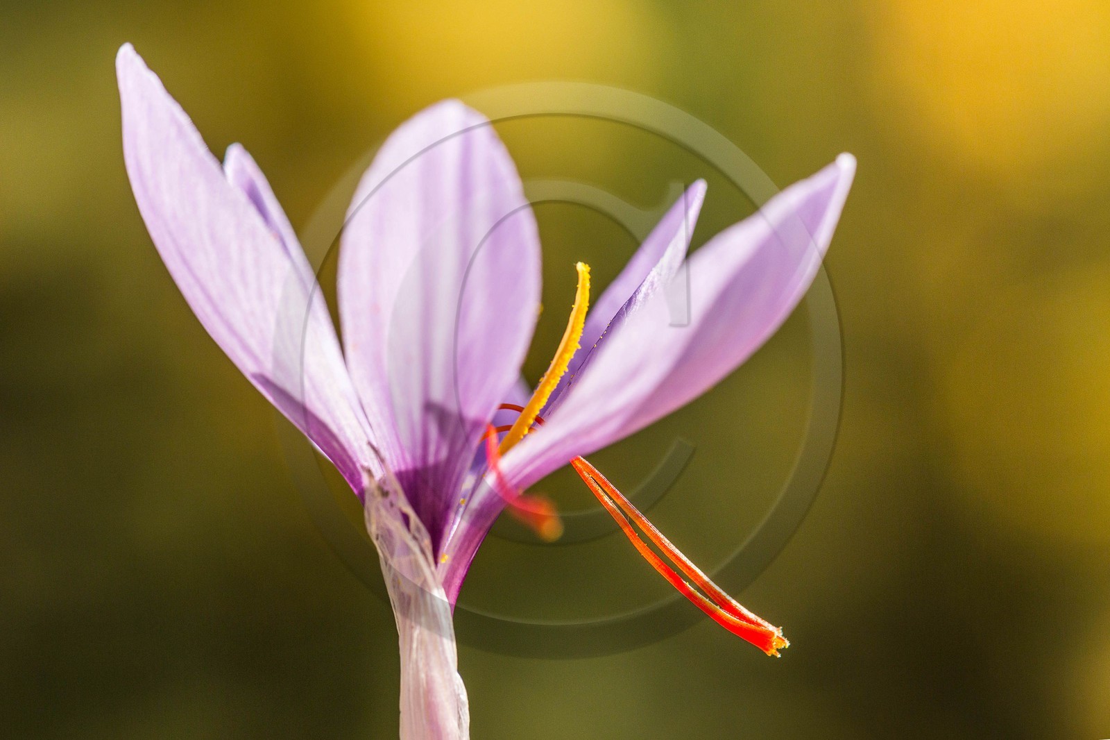 safran, le crocus sativus