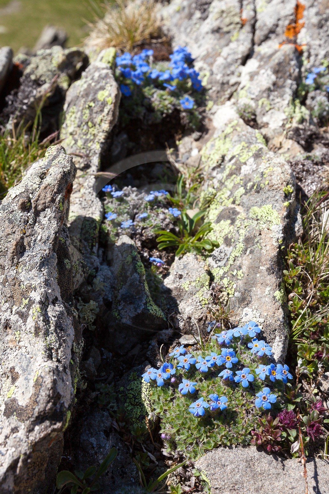 Eritriche nain, Eritrichium nanum