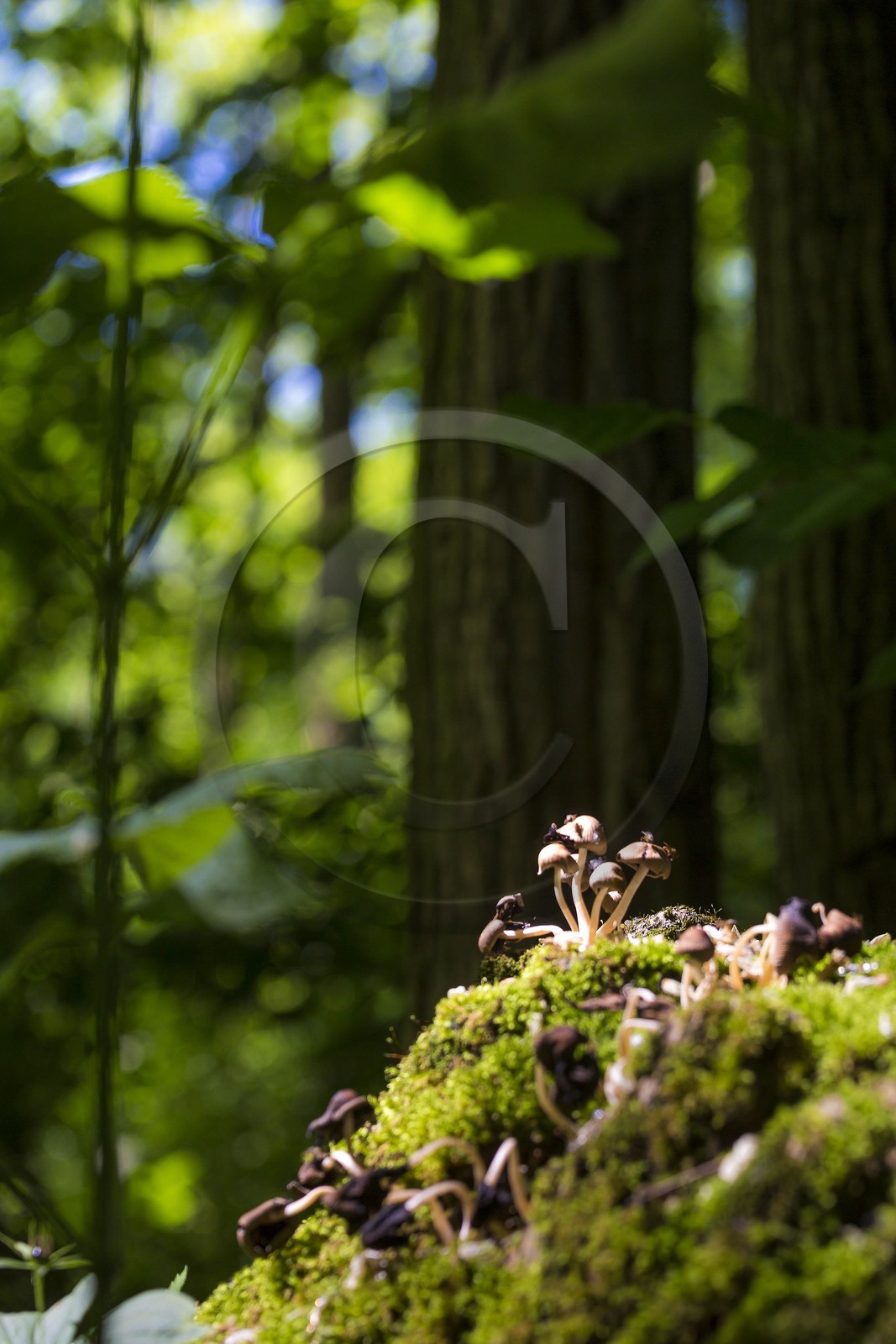 ENS de l'Isère, Boucle de la Taillat