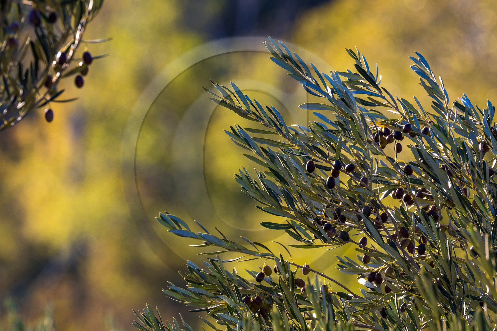 Oliveraie de la vallée des Baux de Provence
