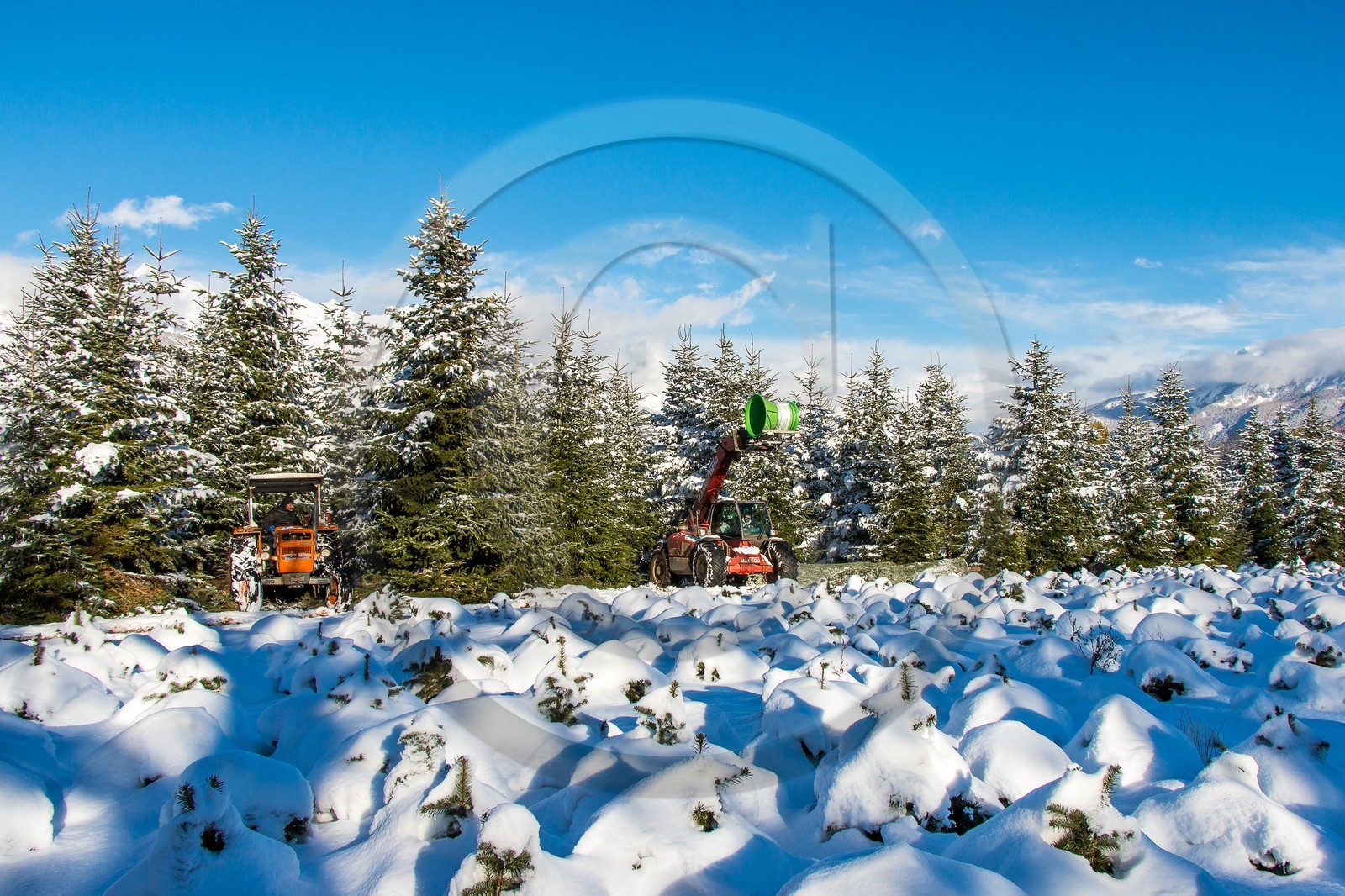 Pépinière Robin, producteur de sapin de Noël