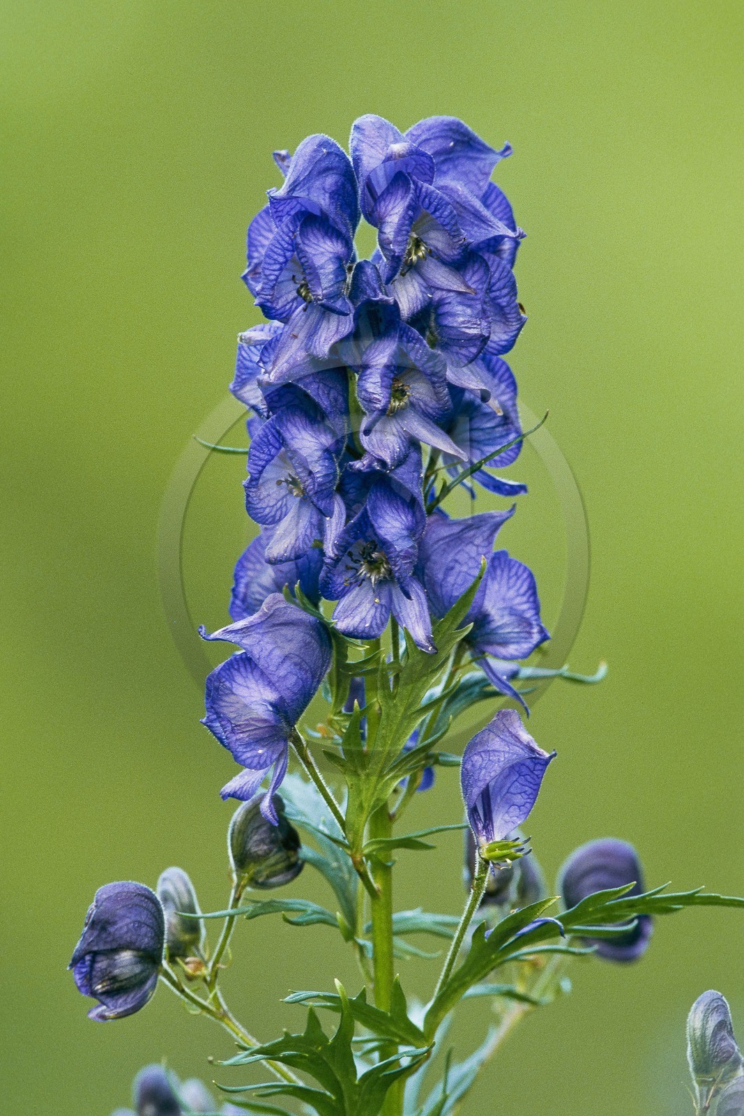 Aconit napel,  Aconitum napellus