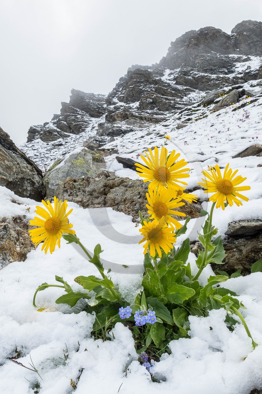 Doronic à grandes fleurs, Doronicum grandiflorum