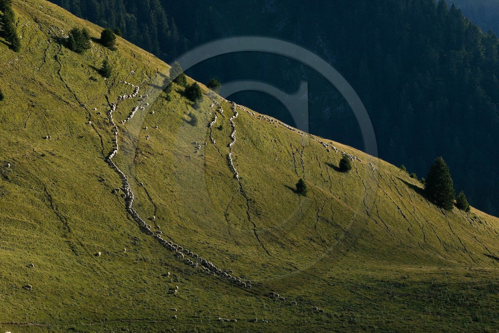 Espace naturel sensible de l'Isère, Col du Coq, alpage de Pravouta