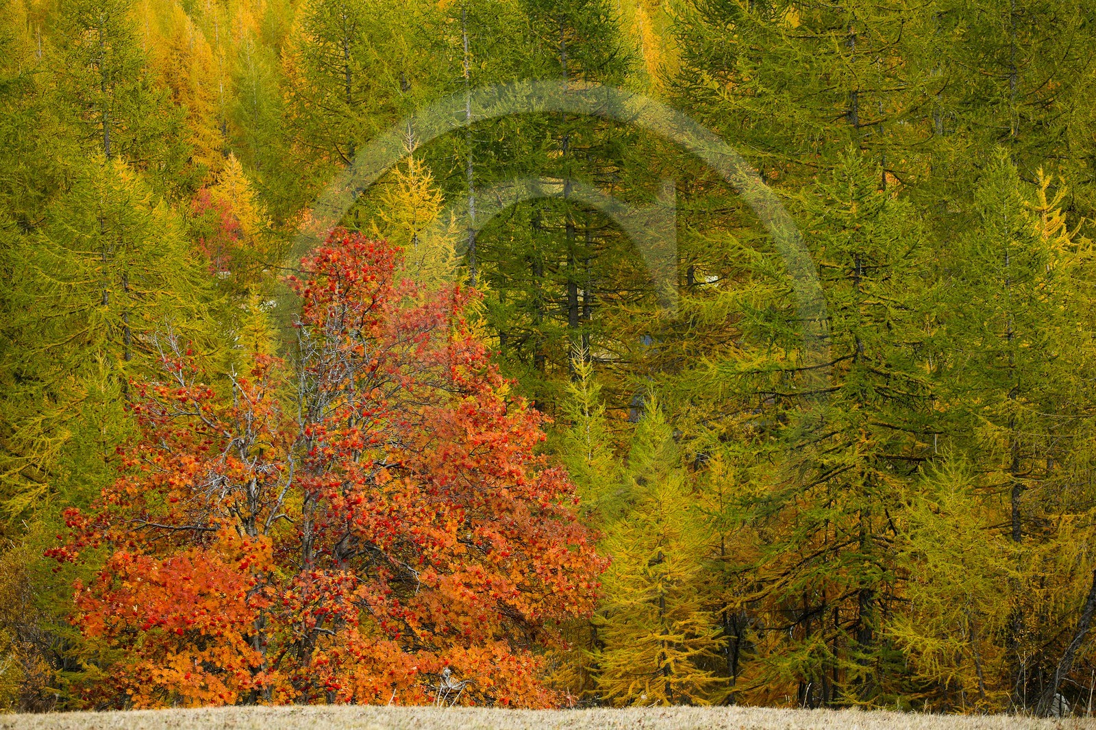 Mélézein à l'automne