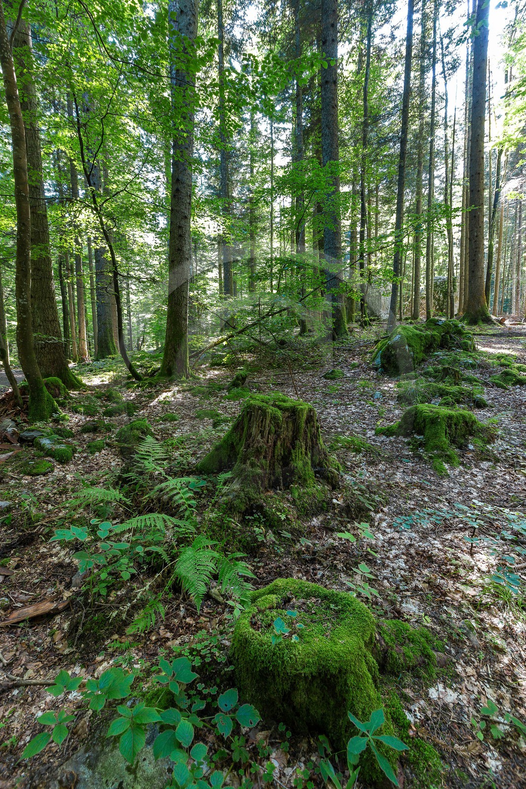 ENS de l'Isère,Tourbières du Peuil