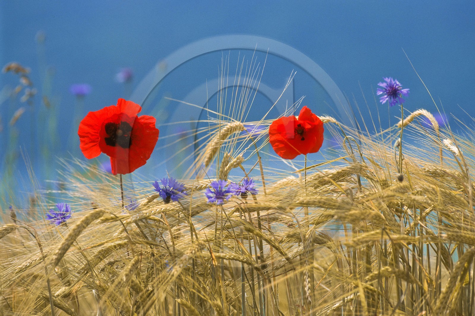 Coquelicot, Papaver rhoeas
