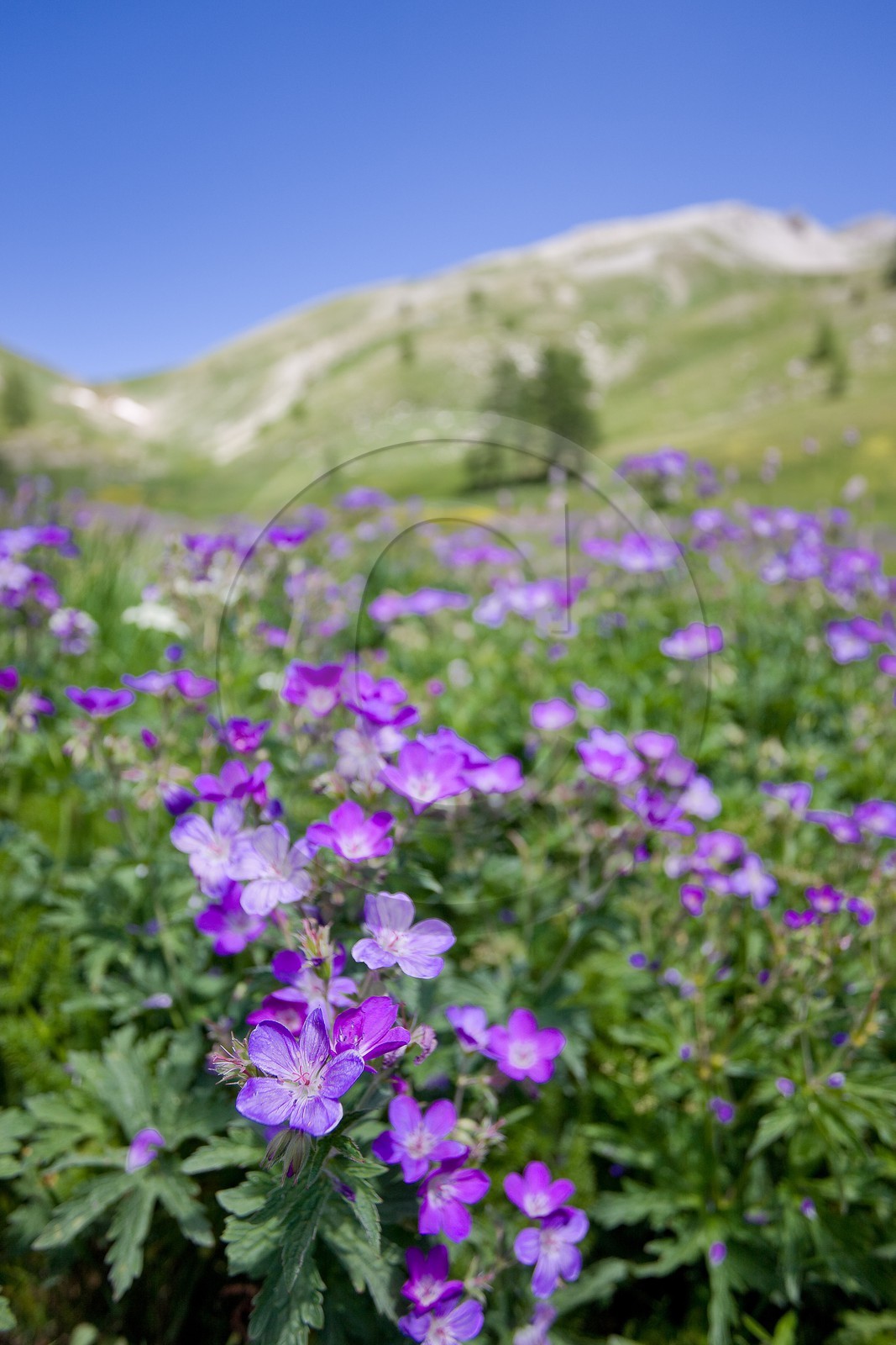 Géranium des bois; Geranium silvaticum