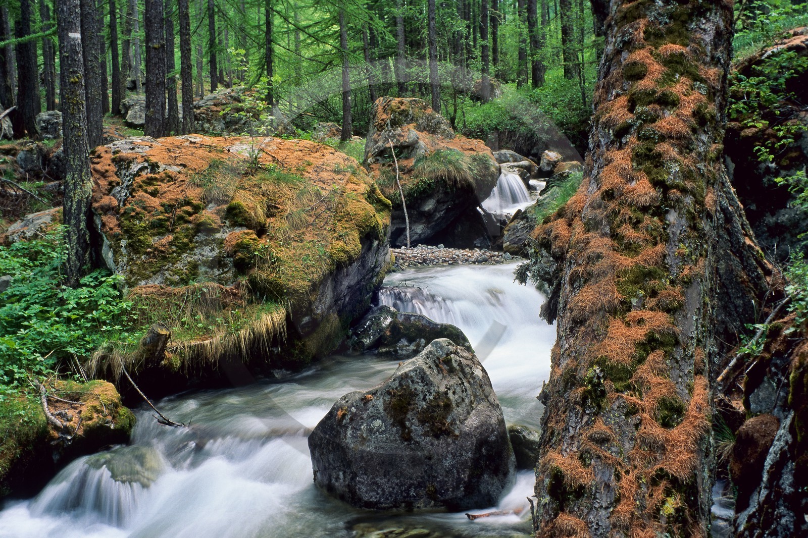 Mélézein du Casset