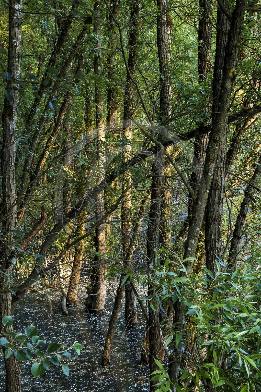 ENS de l'Isère, bois de la Bâtie