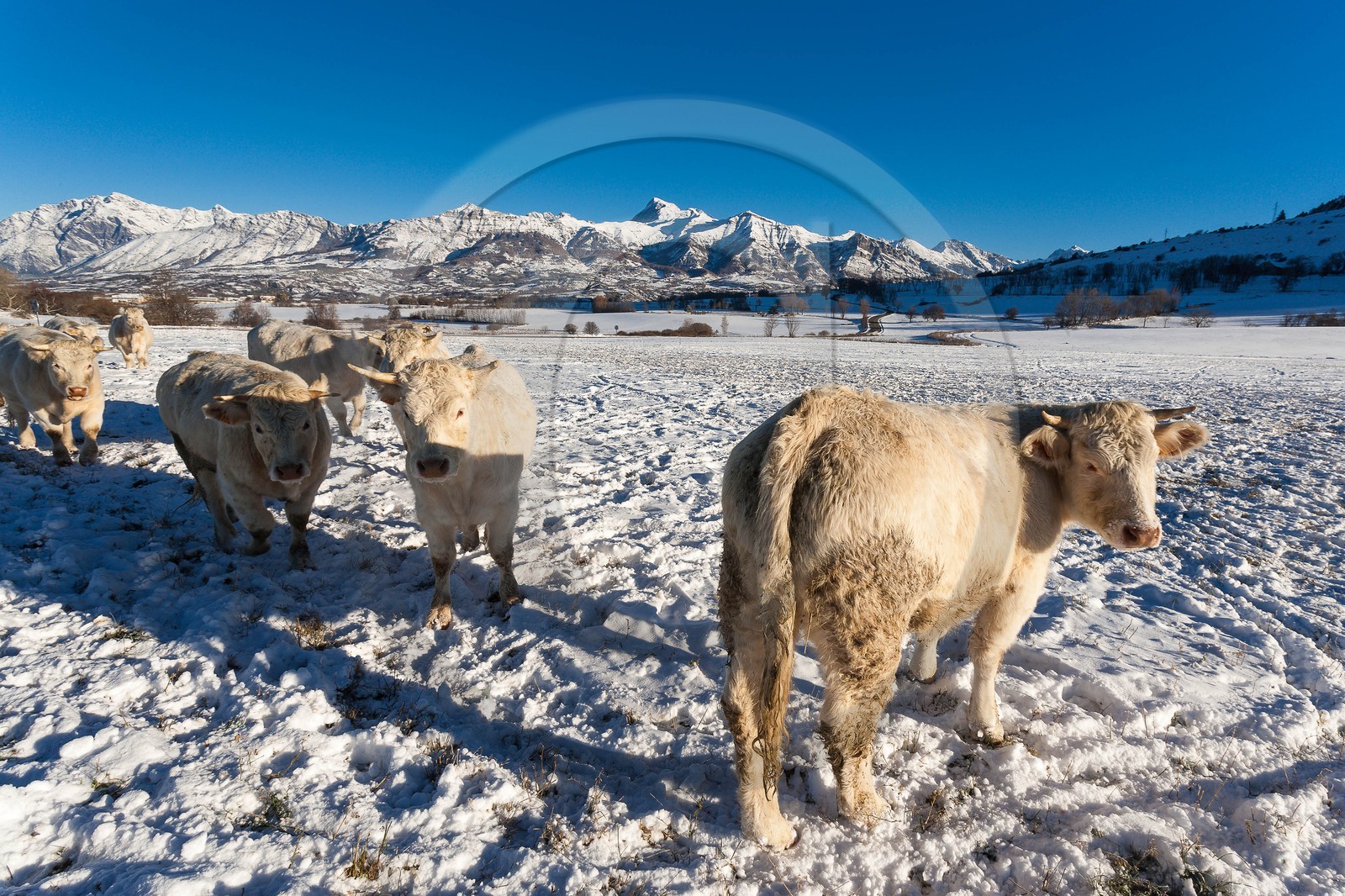 vallée du Champsaur,