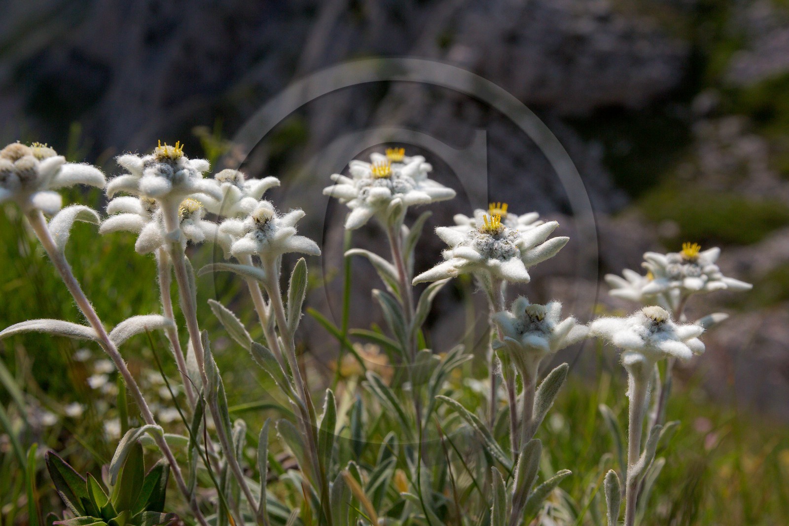 Edelweiss, Leontopodium alpinum