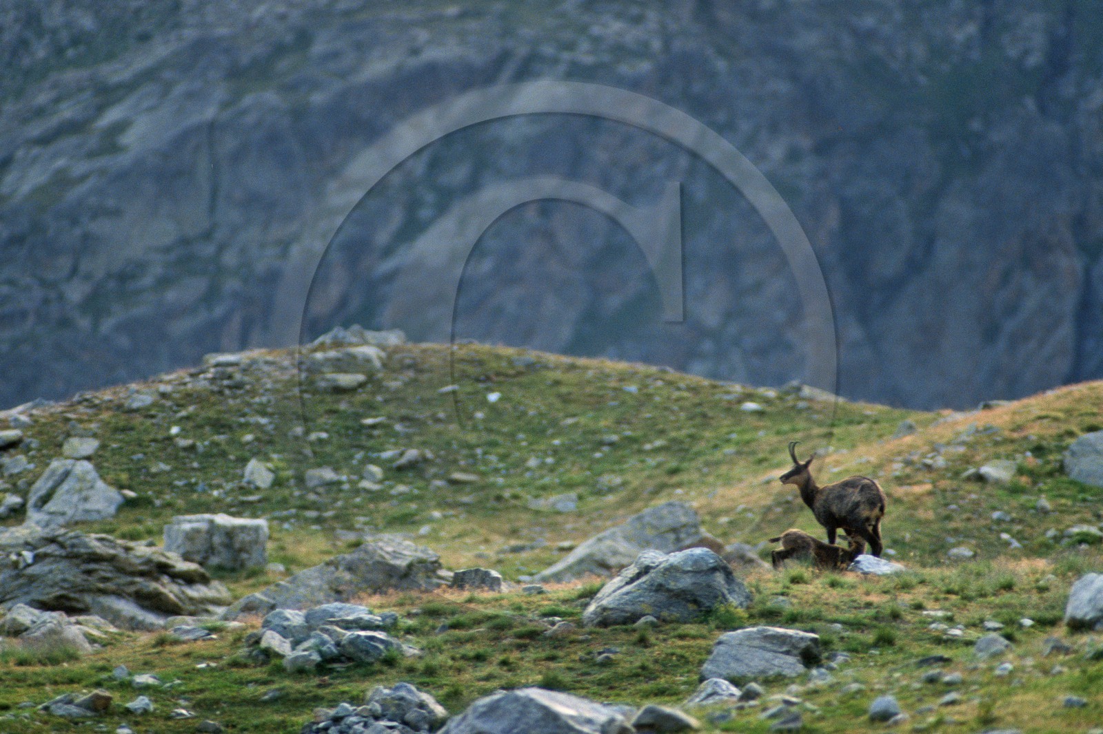 Chamois, Rupicapra rupicapra