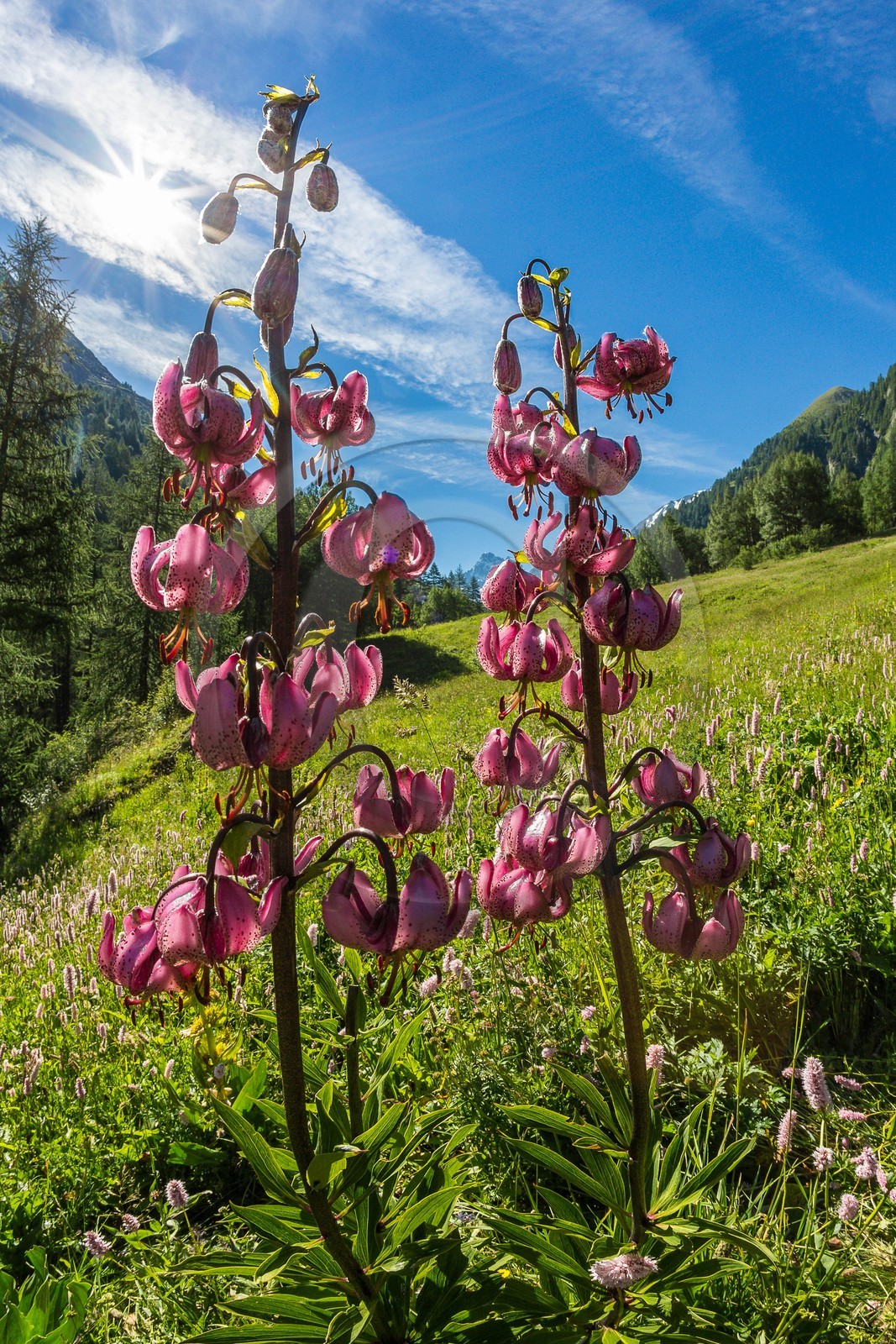 Parc naturel régional du Queyras