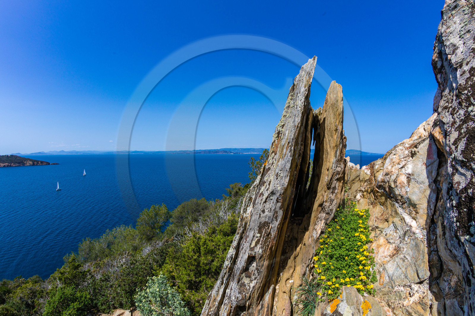 Parc national de Port-Cros, Lotier faux-cytise