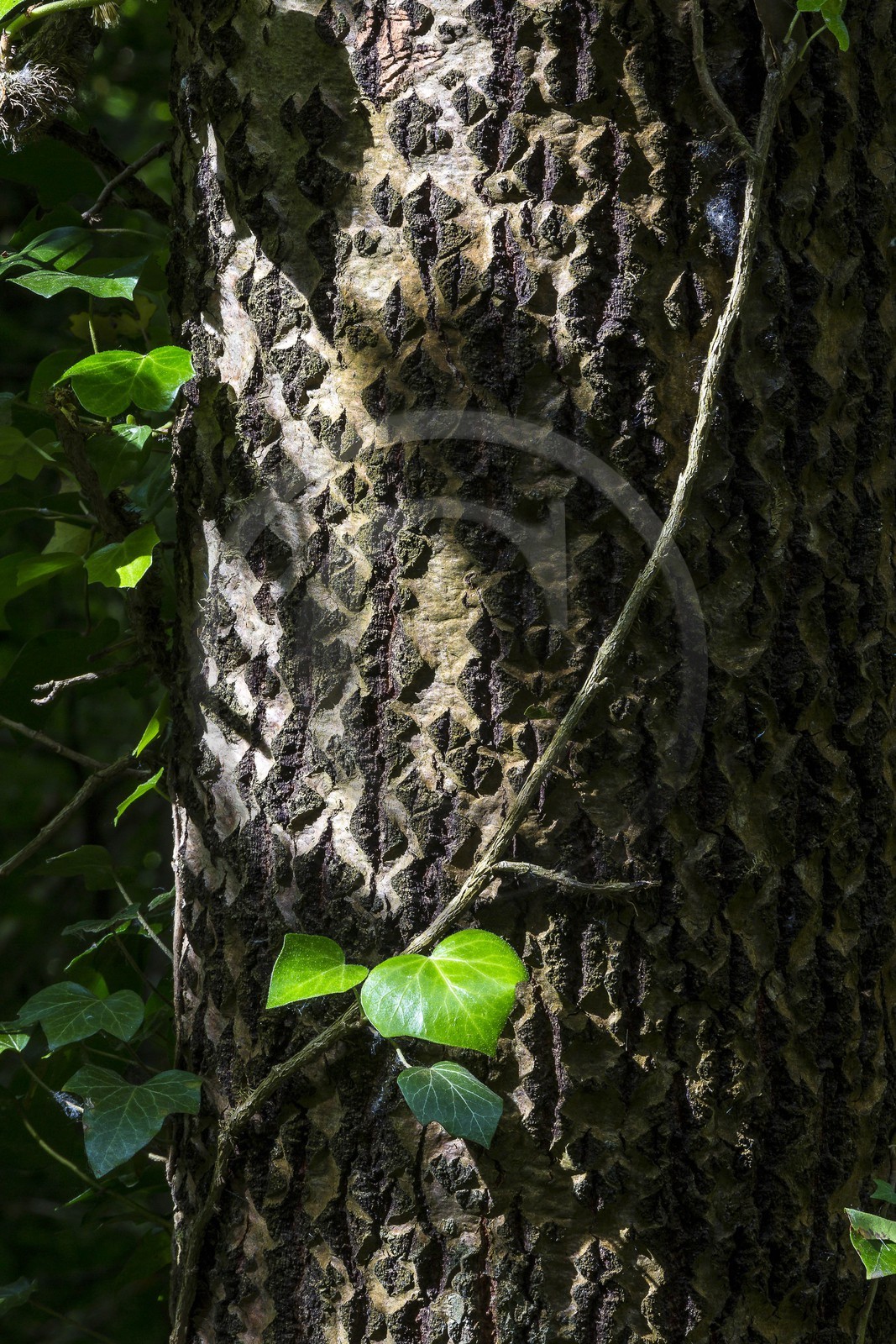 ENS de l'Isère, Boucle de la Taillat
