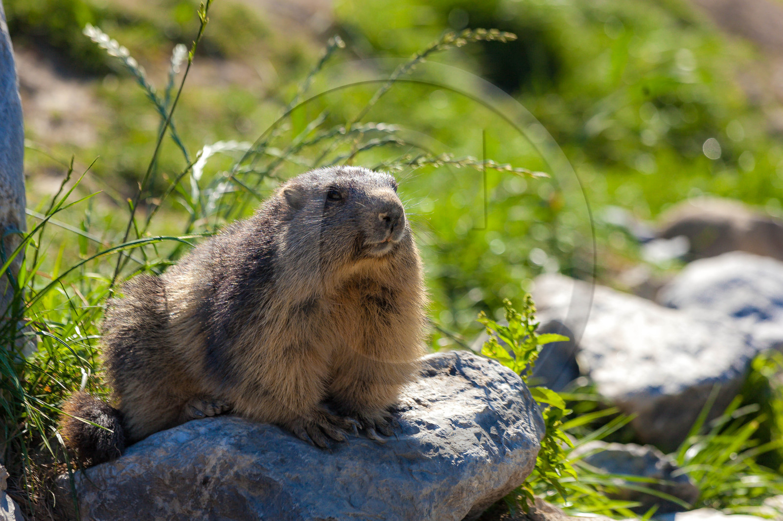 Parc animalier de Serre-Ponçon, vautour fauve, Gyps fulvus