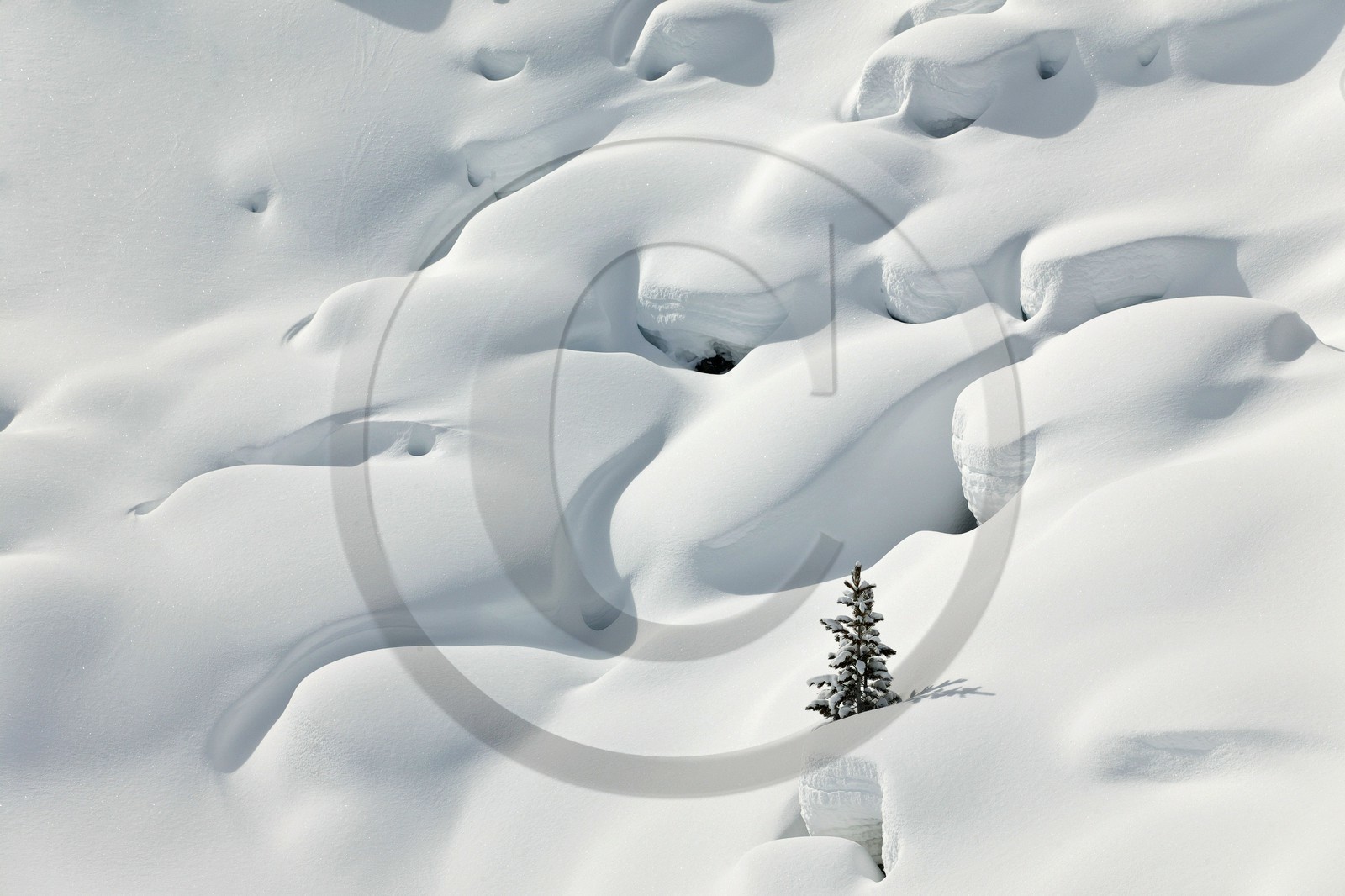 Ceillac, pins cembro sous la neige