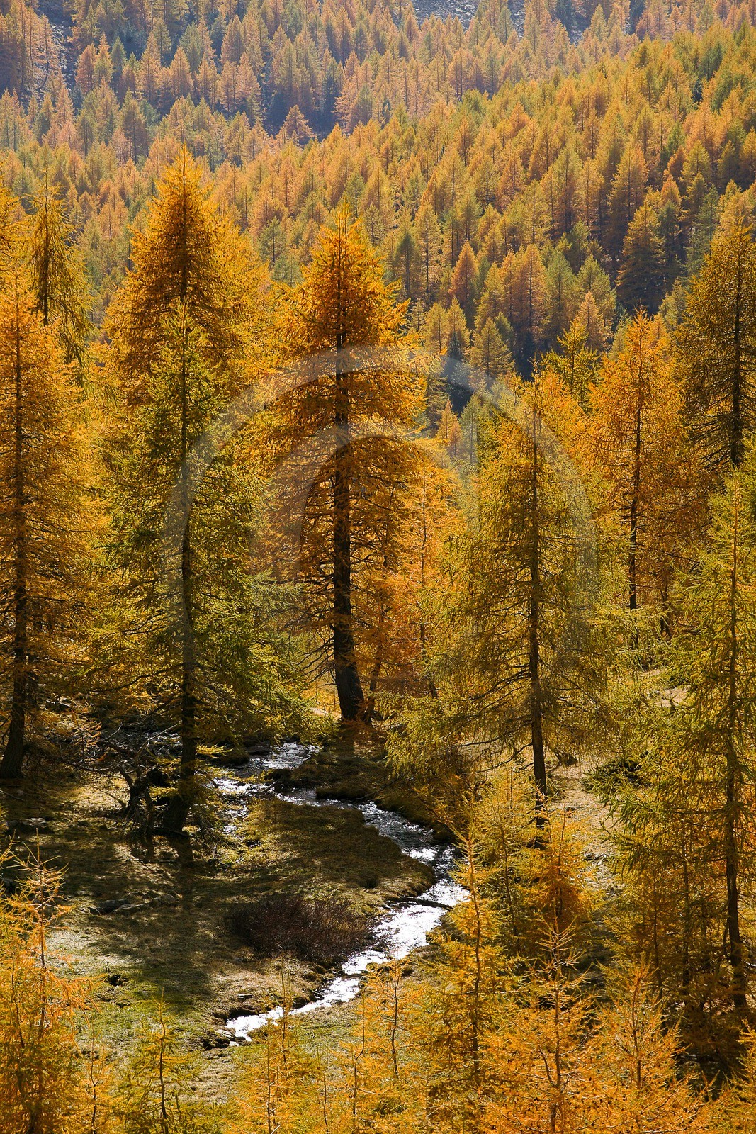 Mélézein à l'automne