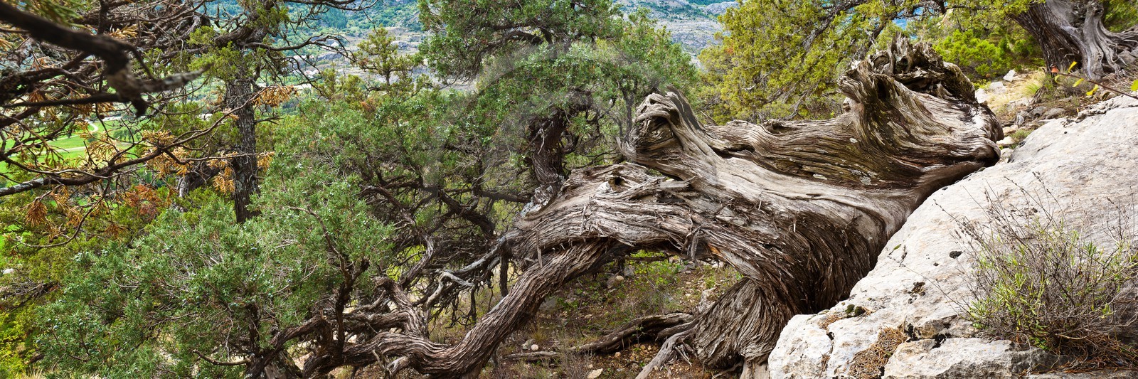Thurifaie de St Crépin