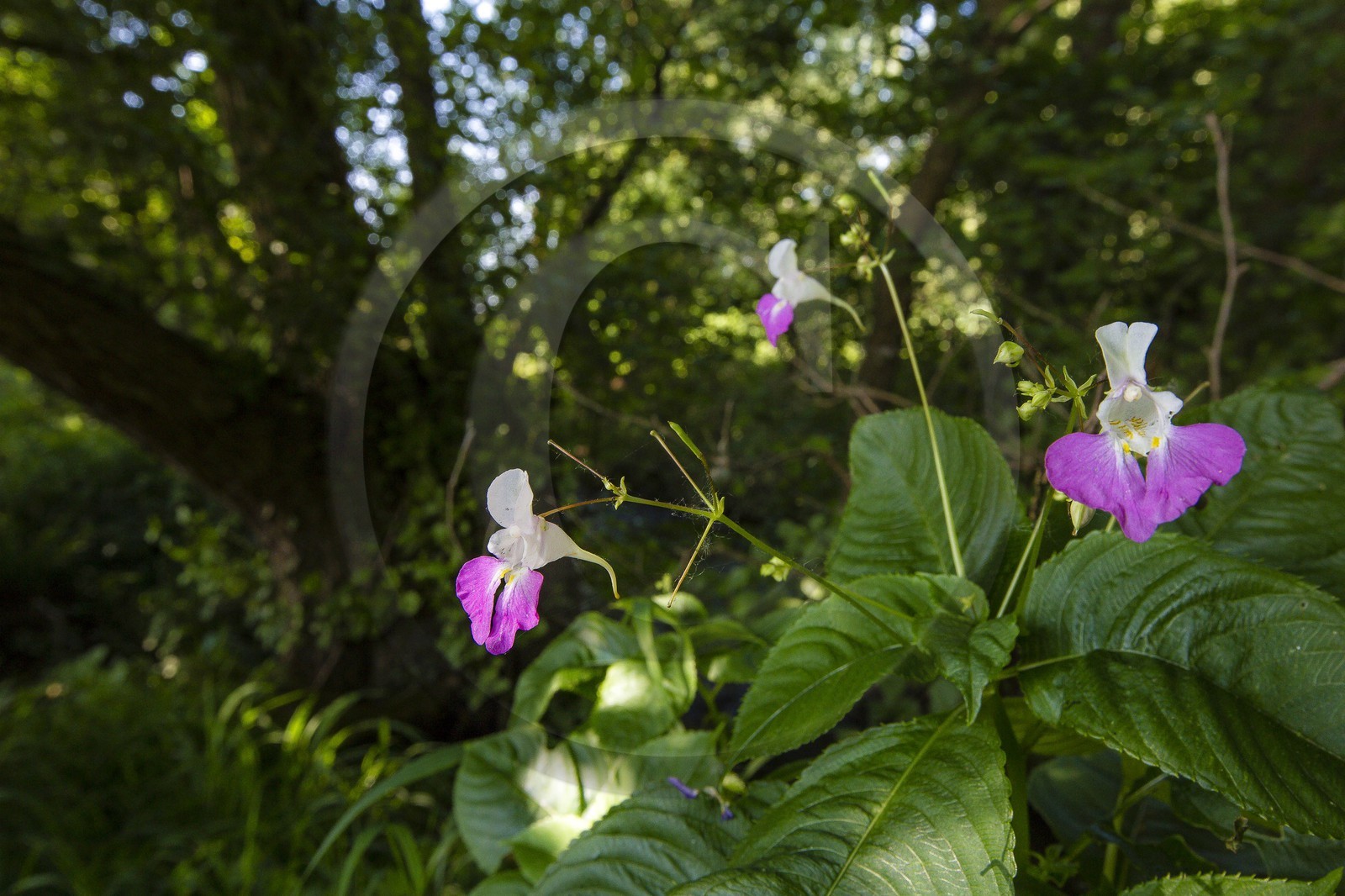 ENS de l'Isère, Zone humide de la Merlière